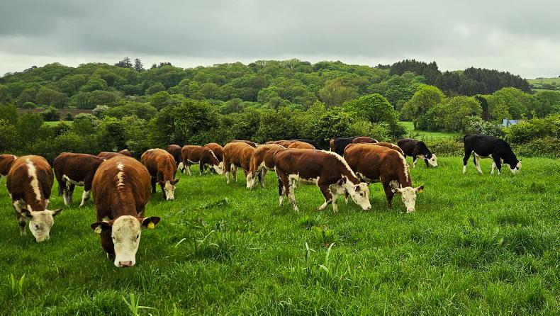 Dawn Meats suppliers cut emissions by 8.8% per tonne