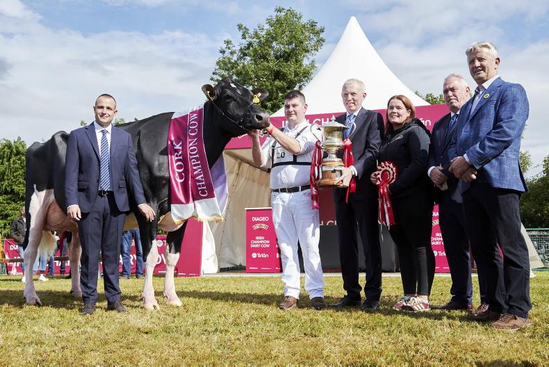 Watch: cool Cork cow is Diageo Baileys champion for 2026