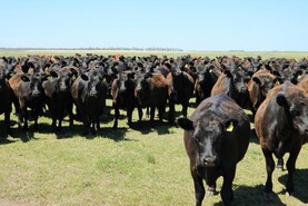Argentinian beef looks set to stay on EU plates as Brazil's shut out looms