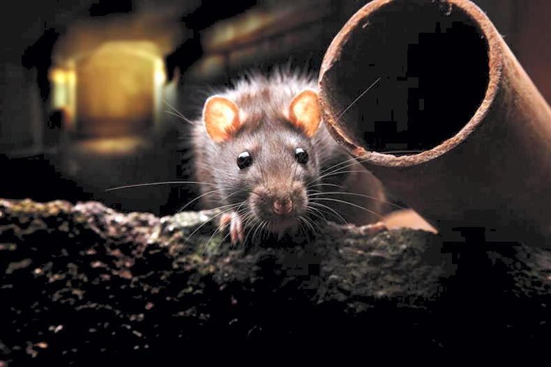 Warning that rodents are moving into farm buildings earlier than usual this year
