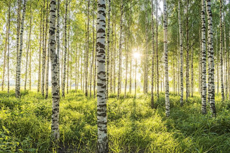 10 things to know about forestry in Ireland 