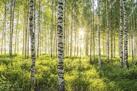 10 things to know about forestry in Ireland 