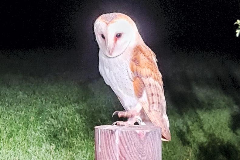 Bounty of barn owl chicks sparks appeal for sightings in the west 