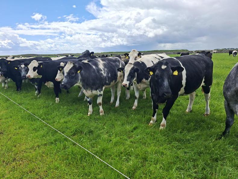 Battle of wills on beef price 