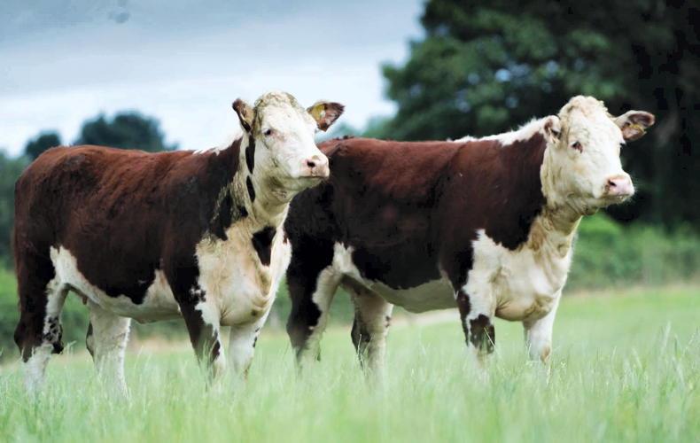Inaugural Trillick sale presents a lifetime of breeding