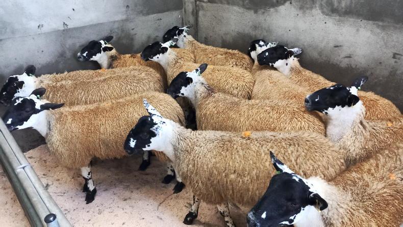 Mule ewe lambs sell to £415 at Armoy