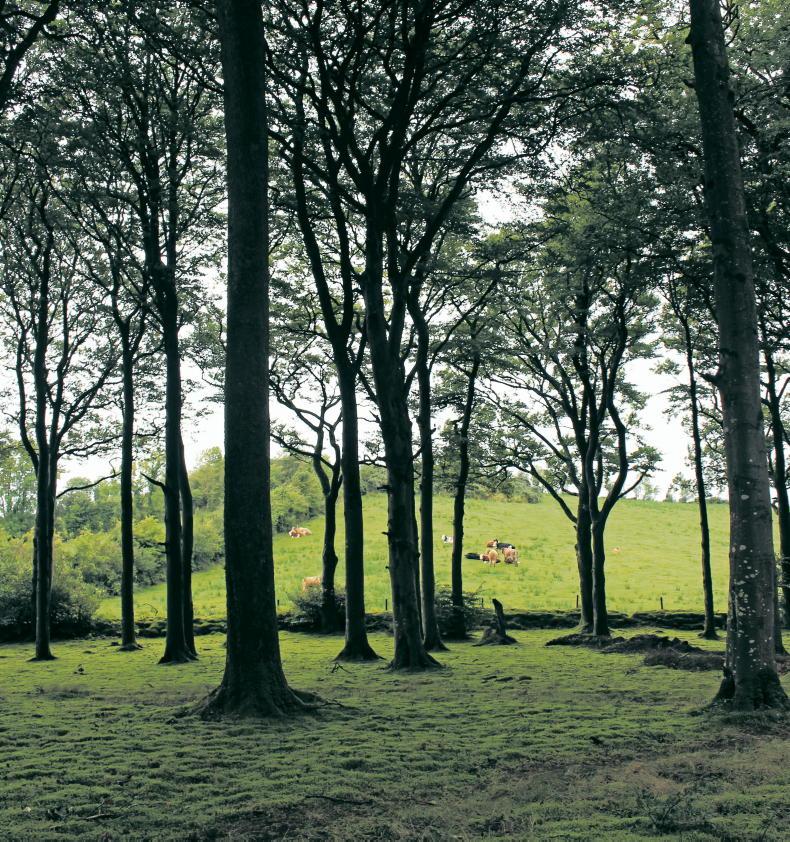 Tree planting up 61% but falls well short of climate plan targets