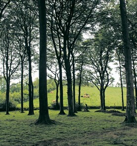 Tree planting up 61%, but falls well short of climate plan targets