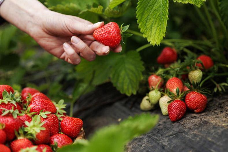 Gardening with Kitty: why September is the perfect time to plant strawberries