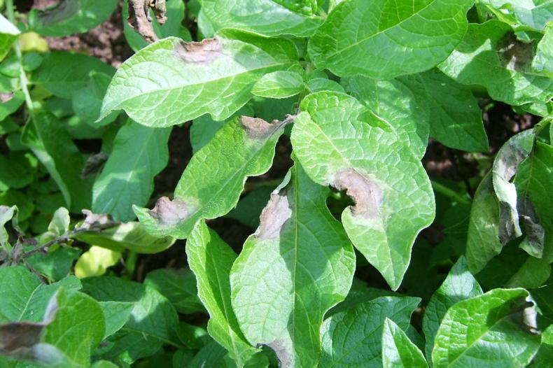 Blight field test to cost around €35 per kit