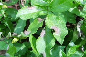 Blight field test to cost around €35 per kit