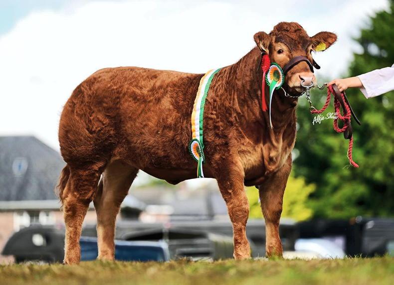 Exciting lots catalogued for North Eastern Limousin sale