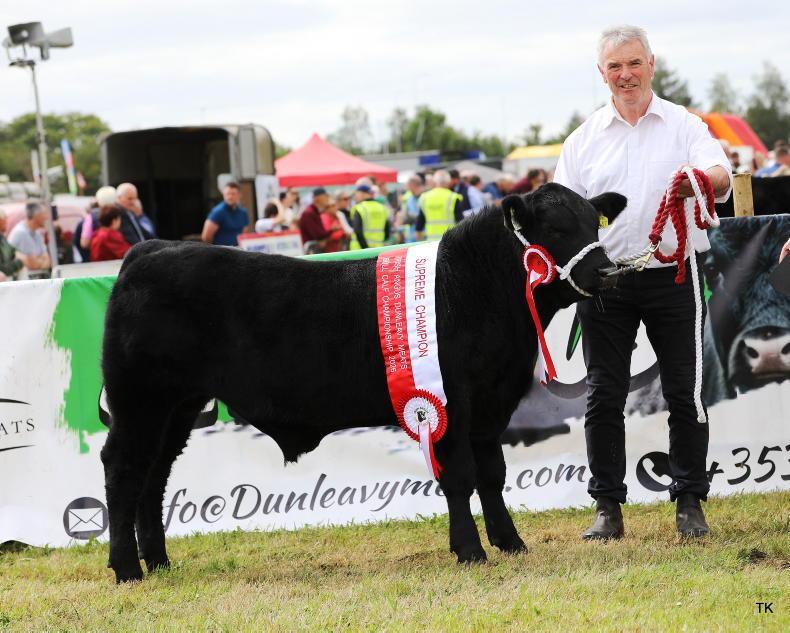 Irish Angus society crowns calf champions in Moate