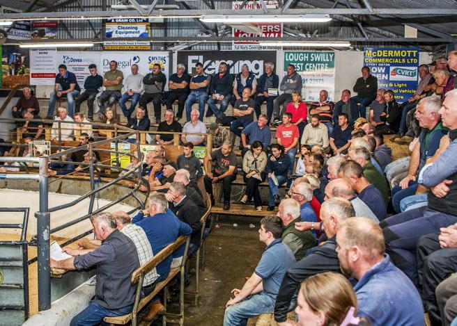 Financial risk too high to purchase sick weanlings