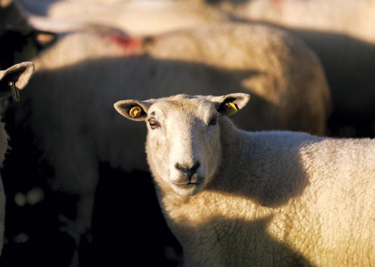 Increased threat of bluetongue virus