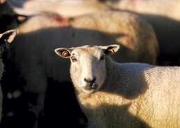 Increased threat of bluetongue virus