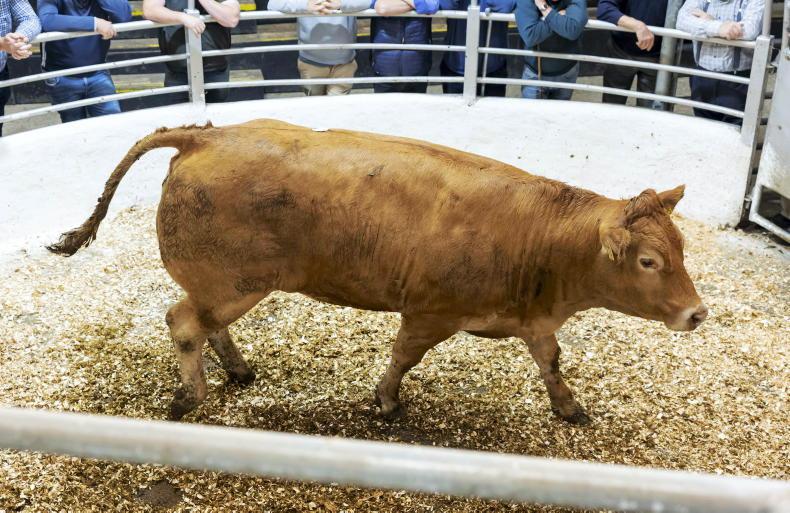 MartBids Database: more positive tone for heavier cattle