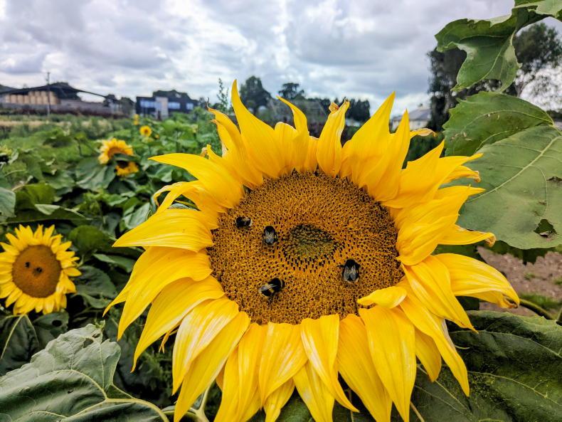 Beekeepers seek divine intervention in Rome
