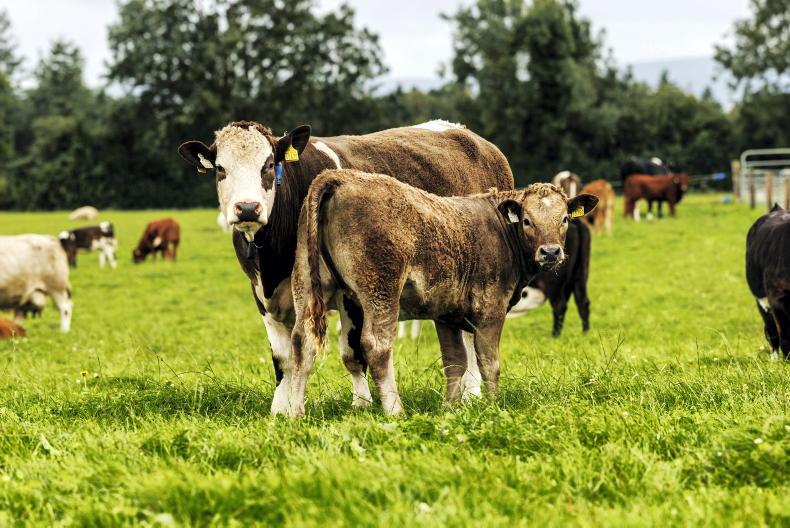 Beef Management: early weaning, culling cows and purchasing weanlings