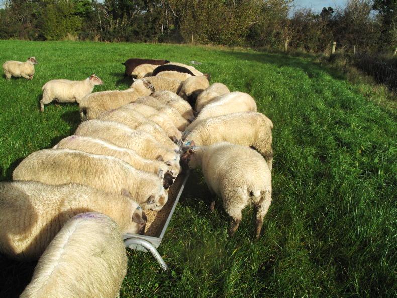 Sheep Management: lamb drafting progress and straw requirements 