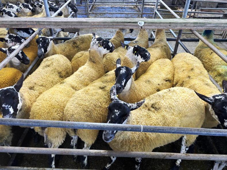 Sheep mart prices: variability in finished lamb prices