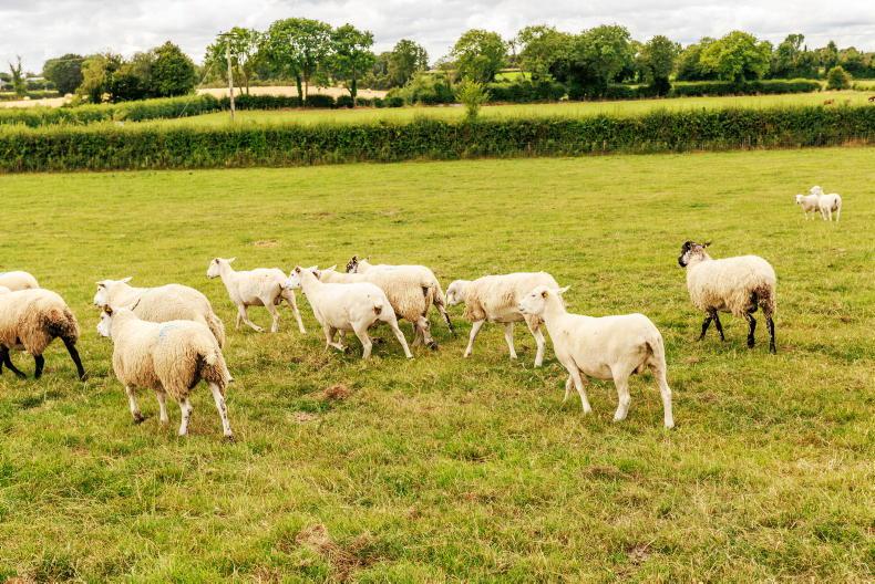 Dry spell puts sheep breeding and lamb finishing plans under pressure