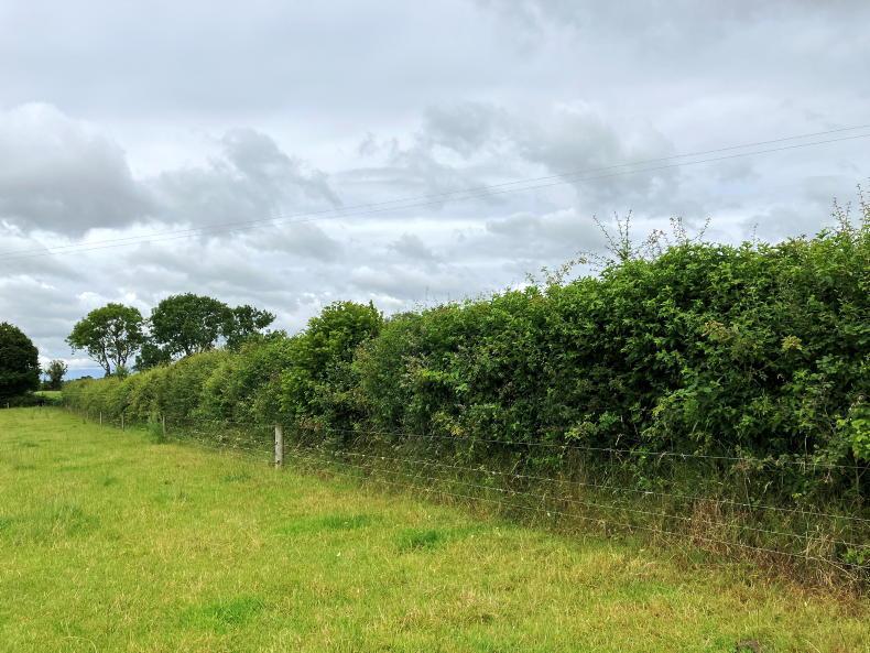 National Hedgerow Week to showcase the value of farm hedges