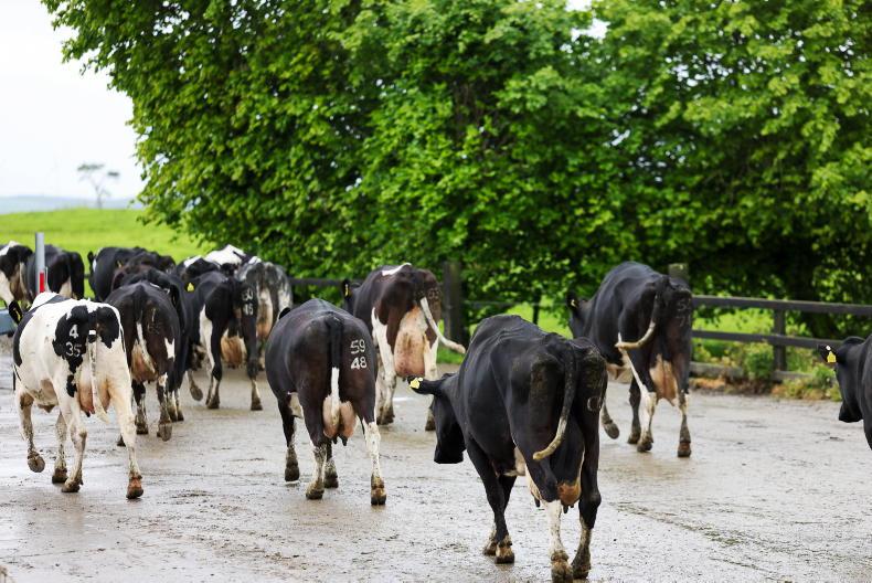 Direct payments still vital for NI farmers