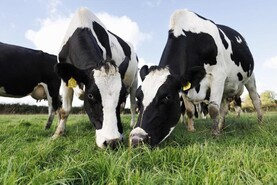 Dairy cow numbers by county revealed as national herd expands