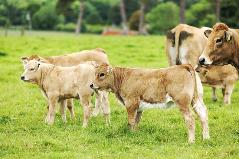 Cattle herd up 175,000 head on 1 July 2026