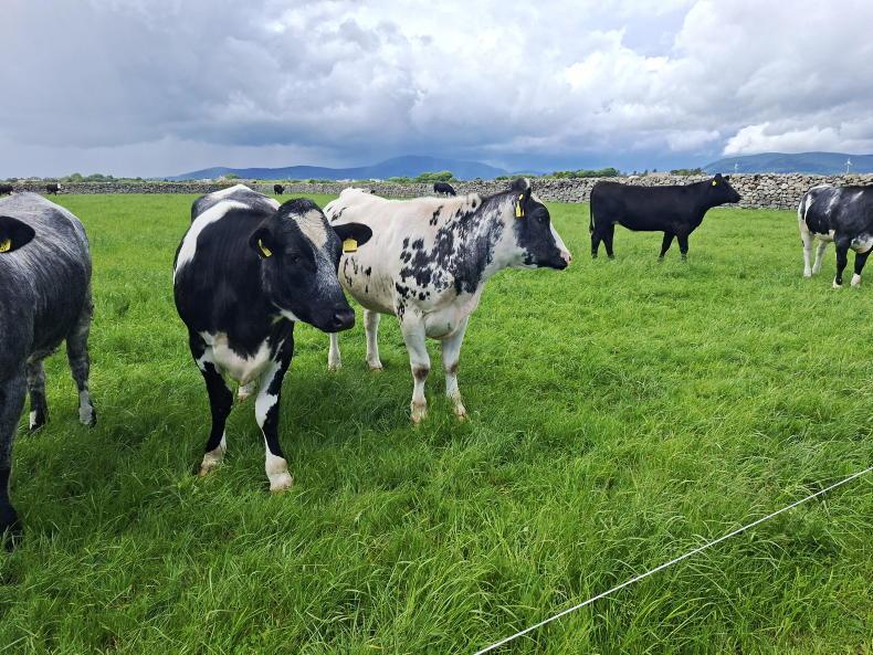 Beef Trends: range of prices being paid for beef