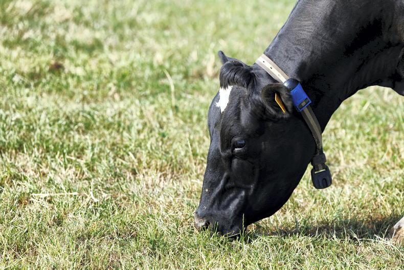 No surge in cull cows at mart sales   
