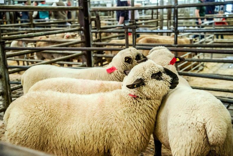 Rams average €906/head in Sheep Ireland sale