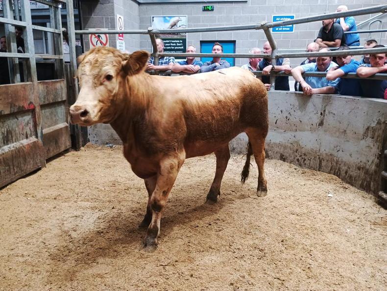 Northern View: no change to quotes for prime cattle