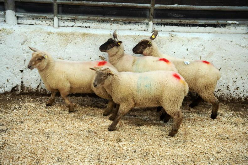 Sheep Trends: ICM cuts lamb price by 10c/kg