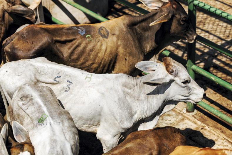 Fundamental changes needed to Brazilian beef production as EU ban looms – IFA