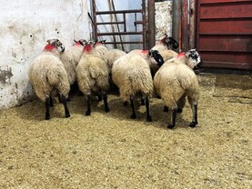 Camera at the Mart: quality ewe lambs sought after in Drumshanbo show and sale