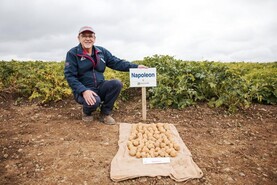 Tillage Podcast: harvest estimates, potato management and imported oats