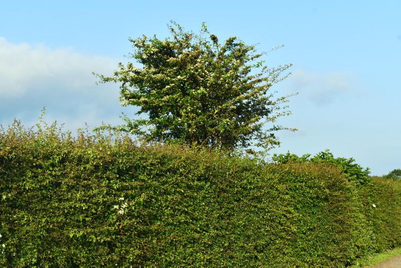 Role of hedgerows in enhancing biodiversity 'cannot be over-emphasised'