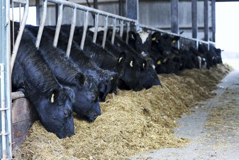 Sheep and cattle kill down on 2025 levels in first seven months