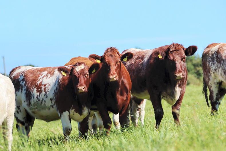 Meet the Shorthorn heifer one Ploughing 2026 visitor could take home
