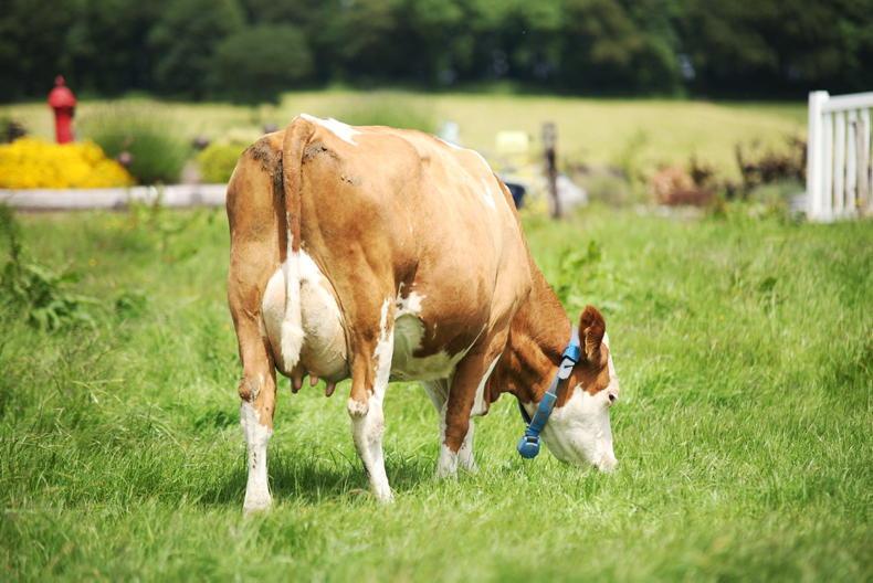 Seven reasons Irish dairy farmers are taking a closer look at Fleckvieh cows