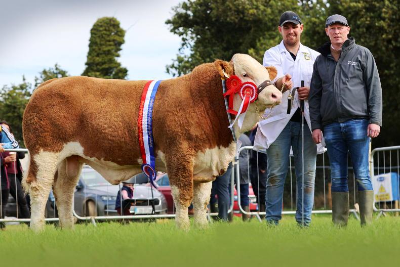 Simmental calf finals set for Ploughing