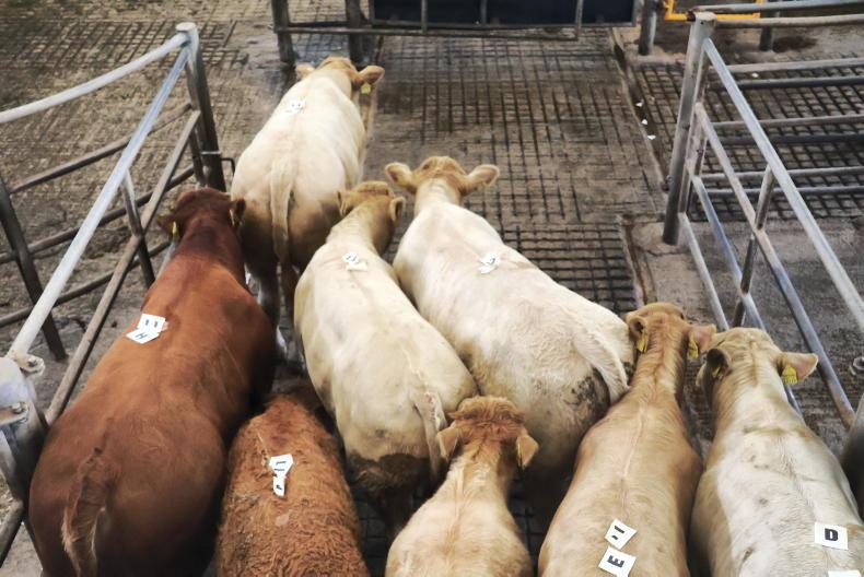 Watch: 49% of bulls bought by live exporters in Ennis special sale