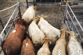 Watch: 49% of bulls bought by live exporters in Ennis special sale