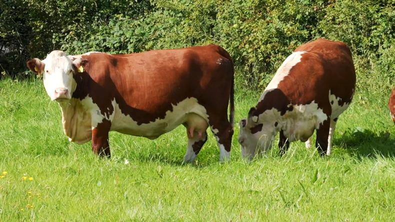 Cameras at the ready - Herefords are back in the frame