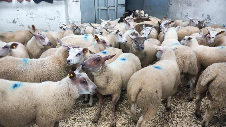 Strong trade for store lambs in Plumbridge