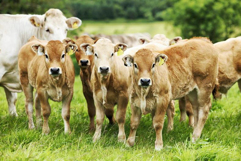 Aubrac  Society to highlight breed's benefits