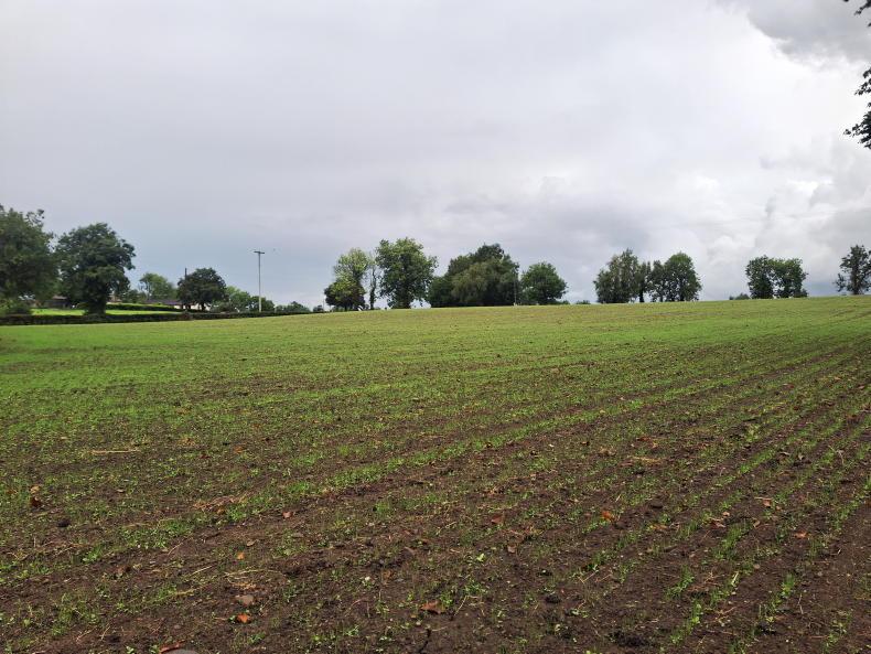 Trial and error when reseeding grass