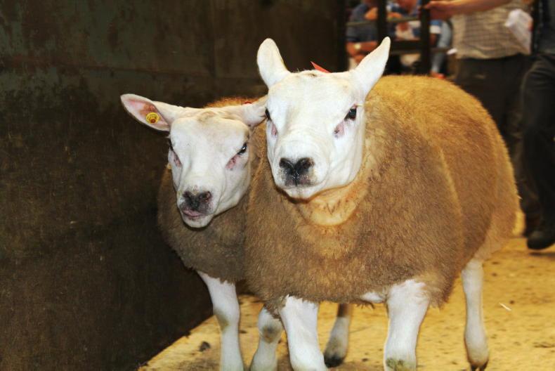 Charollais and Texel rams top entries at Sheep Ireland sale